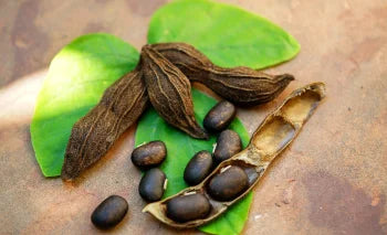 Asphaltum Punjabinum Asphaltum Punjabinum